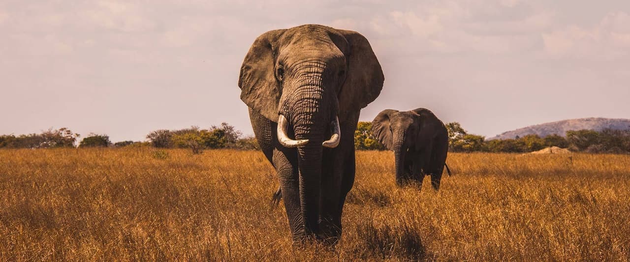 Un grande elefante africano con zanne cammina in un campo di erba alta e secca, con un secondo elefante visibile sullo sfondo.