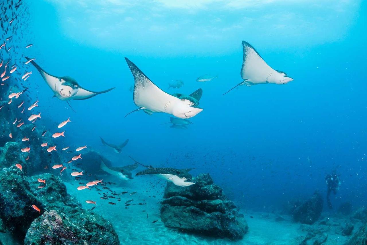 Un groupe de raies léopard nage dans une eau bleue et claire, au-dessus d'un fond marin rocheux, avec des bancs de poissons et un plongeur sous-marin à proximité.