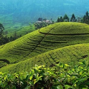 Rigogliose piantagioni di tè verdi che ricoprono dolci colline terrazzate sotto un cielo azzurro e velato.