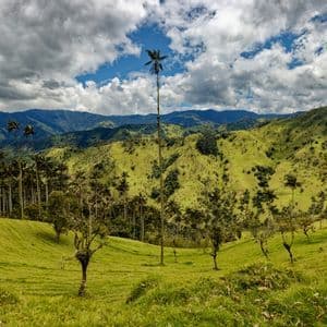 De grands palmiers élancés poussent sur des collines verdoyantes et ondulantes, avec une chaîne de montagnes en arrière-plan sous un ciel nuageux.