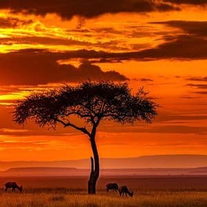Antilopen grasen auf einer Savanne unter einem silhouettierten Akazienbaum während eines lebhaften orangefarbenen Sonnenuntergangs.