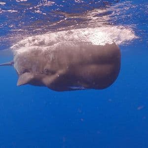 Una vista subacquea di un capodoglio che nuota appena sotto la superficie dell'oceano blu profondo.