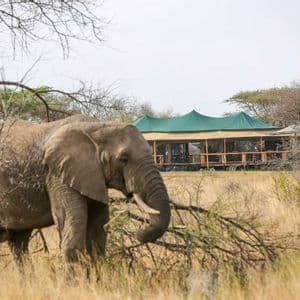 Un éléphant se dresse dans l'herbe sèche de la savane, avec un grand lodge de safari en arrière-plan.