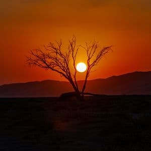 Le soleil couchant brille entre les branches nues d'un arbre en silhouette, avec des montagnes en arrière-plan.