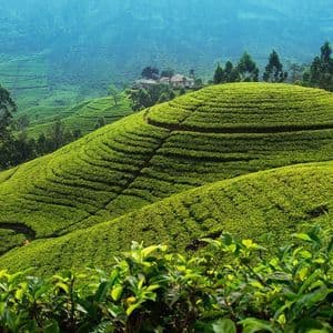 De luxuriantes plantations de thé vertes couvrent des collines en terrasses, avec un bâtiment visible sur une colline lointaine sous un ciel brumeux.