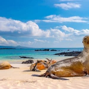 Un gruppo di leoni marini riposano su una spiaggia di sabbia bianca accanto all'oceano turchese sotto un cielo parzialmente nuvoloso.