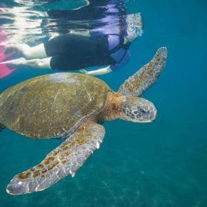 Una persona in attrezzatura da snorkeling nuota vicino a una grande tartaruga marina in acqua cristallina, vista da sott'acqua.