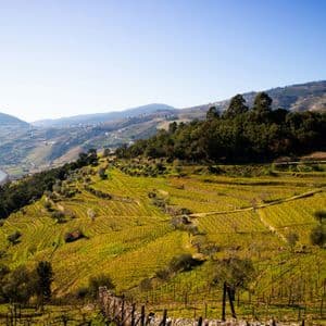 Des vignobles en terrasses couvrent des collines verdoyantes le long d'une rivière sinueuse sous un ciel bleu éclatant.