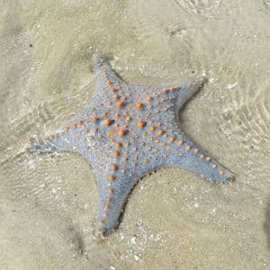 Una stella marina blu-grigia con macchie arancioni in rilievo giace sul fondale sabbioso sotto acqua limpida e poco profonda.