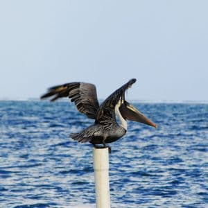 Un pellicano si appollaia su un palo bianco con le ali spiegate e il becco aperto sul mare blu.