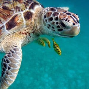 Primo piano di una tartaruga marina che nuota in acqua cristallina, accompagnata da due piccoli pesci a strisce gialle.