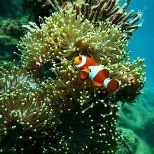 Due pesci pagliaccio arancioni e bianchi nuotano tra i tentacoli verdi di un'anemone di mare su una barriera corallina.