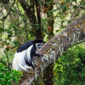 Una scimmia colobo bianca e nera, con una lunga coda bianca, è seduta su un ramo d'albero muschioso in una fitta foresta verde.