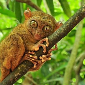 Un piccolo tarsio dagli occhi grandi è aggrappato a un ramo d'albero tra il lussureggiante fogliame verde.