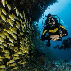 Un plongeur sous-marin d'un voyage de groupe WeRoad regarde l'appareil photo en nageant à côté d'un grand banc de poissons jaunes.