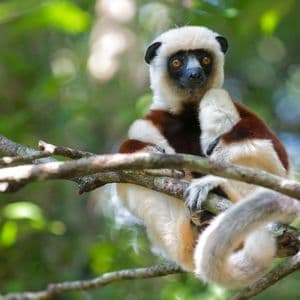 A Coquerel's sifaka lemur with white and brown fur sits on a branch in a lush, green forest.