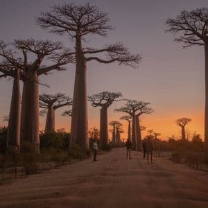 Eine WeRoad-Reisegruppe steht auf einem Feldweg zwischen mächtigen Baobab-Bäumen vor einem farbenprächtigen Sonnenuntergangshimmel.