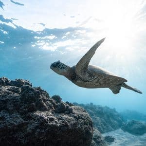 Una vista subacquea di una tartaruga marina che nuota su un fondale marino roccioso mentre la luce del sole filtra attraverso la superficie dell'acqua.