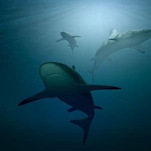 Drei Haie schwimmen im tiefblauen Meer, beleuchtet von Sonnenstrahlen von der Wasseroberfläche.