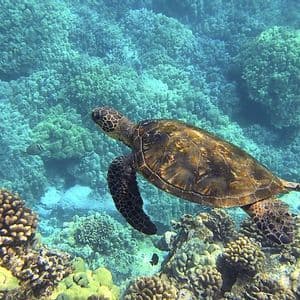 Eine große Meeresschildkröte schwimmt durch klares blaues Wasser über einem ausgedehnten Korallenriff.
