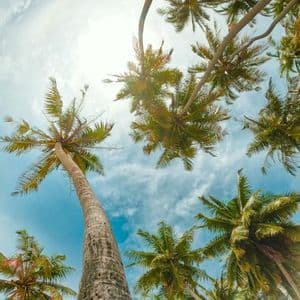 Vista de ojo de pez en contrapicado de palmeras altas con frondas verdes contra un cielo azul brillante y el sol.