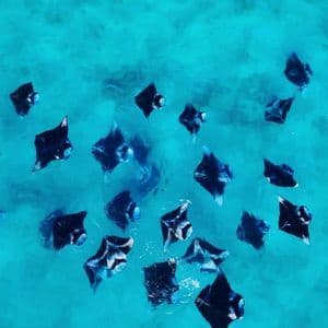 Vista aérea de un gran cardumen de mantarrayas nadando juntas en agua oceánica clara y vibrante de color turquesa.