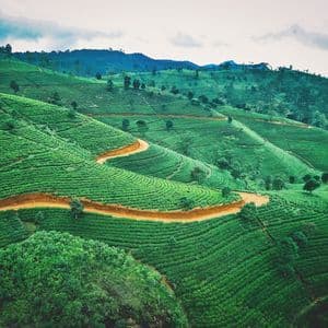 Una vista aérea de un camino de tierra sinuoso a través de plantaciones de té verde que cubren colinas onduladas.