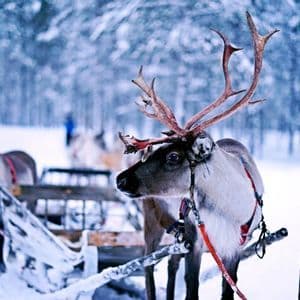 Un reno con grandes cuernos está enganchado a un trineo en un bosque nevado, con otros trineos al fondo.