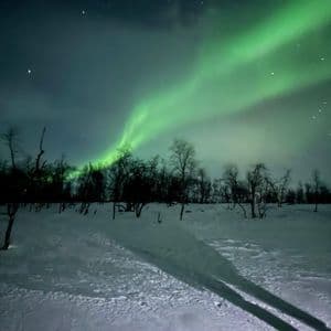 La aurora boreal brilla de verde en el cielo nocturno estrellado sobre un paisaje nevado con árboles desnudos.