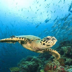 Eine Meeresschildkröte mit gemustertem Panzer schwimmt in klarem blauem Wasser über einem Korallenriff, gefolgt von einem großen Fischschwarm.