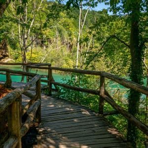 Un paseo de madera con barandales de troncos serpentea a través de un frondoso bosque verde junto a un cuerpo de agua turquesa.