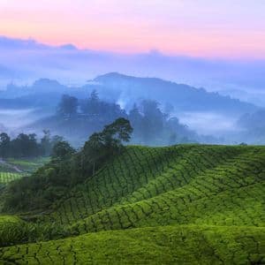 De luxuriantes plantations de thé verdoyantes s'étendent sur des collines vallonnées, un épais brouillard enveloppant les vallées sous un ciel rose et violet.