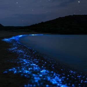 Helles blaues biolumineszierendes Plankton leuchtet nachts an einem Sandstrand, mit dunklen Hügeln und einem Sternenhimmel im Hintergrund.