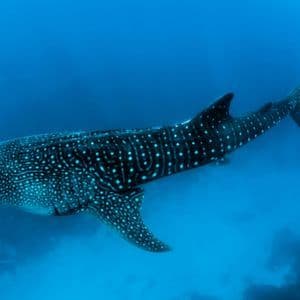 Un requin-baleine au motif tacheté de blanc sur le dos s'éloigne dans l'eau profonde de l'océan bleu.