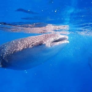Un gran tiburón ballena nada con la boca abierta justo debajo de la superficie en agua azul clara y vibrante