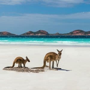 Zwei Kängurus stehen an einem weißen Sandstrand mit einem türkisfarbenen Ozean und entfernten Inseln dahinter.