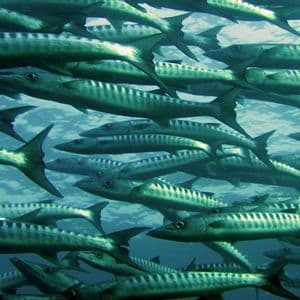 Un gran banco de barracudas con escamas plateadas y rayas oscuras nadando juntas en agua azul del océano