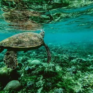 Una gran tortuga marina nada justo debajo de la superficie del agua, con su reflejo visible, sobre un arrecife de coral verde.