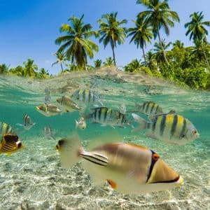 Eine Split-Shot-Aufnahme von tropischen Fischen, die in klarem Wasser schwimmen, mit einer von Palmen gesäumten Insel über der Oberfläche.