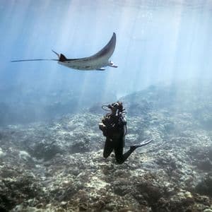 Ein Taucher beobachtet einen großen Mantarochen, der über einem felsigen Korallenriff schwimmt, während Sonnenstrahlen durch das Wasser scheinen.