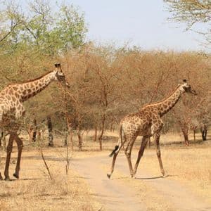 Zwei Giraffen gehen auf einem Feldweg durch eine trockene Savanne mit vereinzelten Bäumen und Büschen.