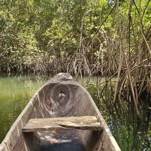 Eine Ich-Perspektive aus einem Holzkanu, das durch einen ruhigen Wasserweg in einem dichten Mangrovenwald treibt.