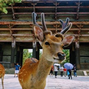 Un cervo con palchi vellutati guarda la fotocamera in un cortile, di fronte a un grande portale tradizionale in legno di un tempio.