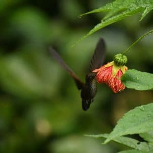A hummingbird in mid-flight feeds from a hanging red and yellow flower surrounded by wet green leaves.