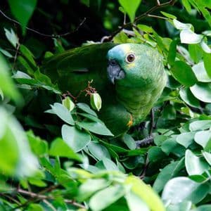 Un loro verde con cabeza turquesa se posa en una rama, rodeado de densas hojas verdes.