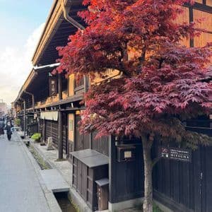 Un acero giapponese con foglie rosse si erge su un marciapiede accanto a edifici tradizionali in legno lungo una stretta via con un canale.