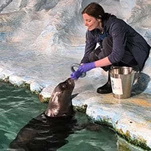 Una donna con i guanti si inginocchia al bordo di una piscina, dando da mangiare a una foca in un recinto roccioso artificiale.