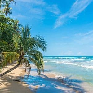 A palm tree leans over a sandy beach, its shadow falling on the sand as turquoise waves wash ashore under a blue sky.