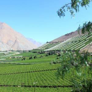Una lussureggiante valle verde con vigneti a terrazze, situata tra aride montagne marroni sotto un cielo sereno.