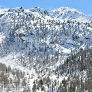 Una vista panoramica di montagne innevate punteggiate di larici sotto un cielo azzurro limpido